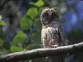 トラフズクA. otus