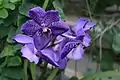Vanda Robert's Delight