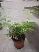 観葉植物としてのアスパラガス A. plumosus