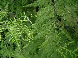 Asparagus plumosus