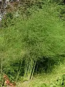 細かい枝を多数分枝した植物体