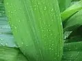 ハランの葉