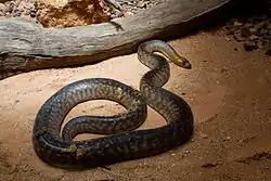 ウォマ