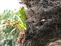 シュロに着生している状態