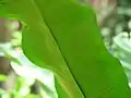 葉の裏側。近縁種と比較して線状の胞子嚢群が長い(八丈島植物公園)