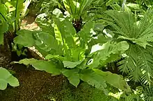 シマオオタニワタリ（茨城県植物園）