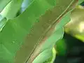 (比較対象)ヤエヤマオオタニワタリの葉の裏側。胞子嚢群が短い(西表島)