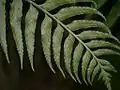 同・先端部