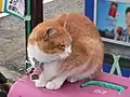 ちび、白い足が特徴