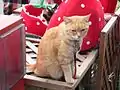 ミーコ、茶虎が特徴