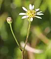 蕾と花