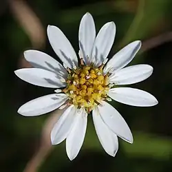 サワシロギクの花（葦毛湿原、2012年8月25日）
