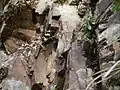 植物全体:あまり垂れ下がっていない株