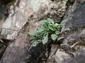 同じ株の根元