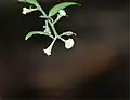 枝先の花