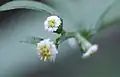 頭花