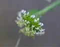 舌状花と管状花