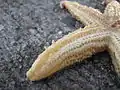キヒトデの管足