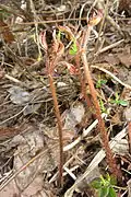 若い芽だしの頃（4月下旬）。