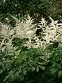 アスチルベの白花