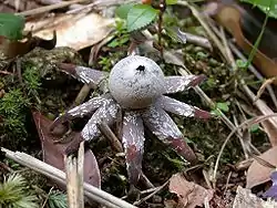 Astraeus hygrometricus