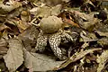 外皮がすべて開いた個体。川崎市麻生区・2014年10月。