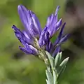 ムラサキモメンヅルA. adsurgens