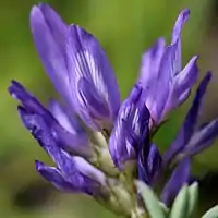 総状花序の蝶形花