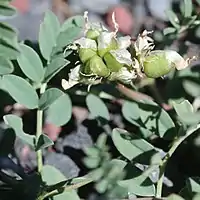 長い楕円形の豆果