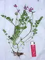 全植物体