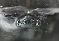 同同眼の配置