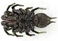 ジグモ属、腹面Atypus affinis