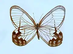 スカシジャノメモドキ Ps. hypaesia, コロンビア