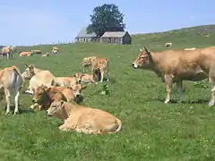 オブラック種のウシ
