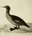 オークランドアイサ(絶滅種)