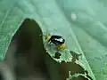 葉の食痕