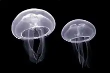 Aurelia aurita.(ベルギー, PAIRI DAIZA水族館)