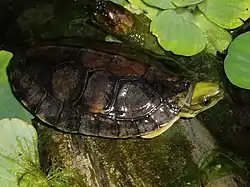 コガネハコガメ