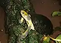 コガネハコガメC. aurocapitata