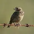 ヤブヒバリM. javanica