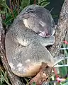 クイーンズランド州に生息するコアラ