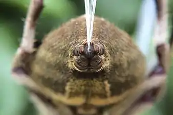 糸を出している最中のクモの糸疣