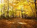 オーシニ(Осінь, 秋)