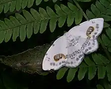 ヒトツメカギバ Auzata superba , 日本