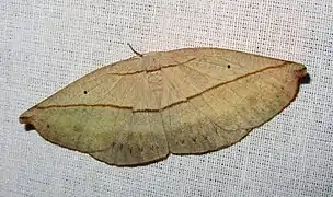 Auzea sp., インド