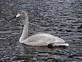 幼鳥