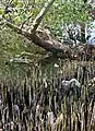 ヒルギダマシの筍根(インドネシア)