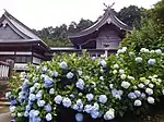 アジサイ
