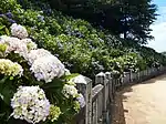 アジサイ