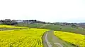 兵庫県立あわじ花さじき(最終話 あさが講義をする場面、あさが新次郎と再会する菜の花畑)